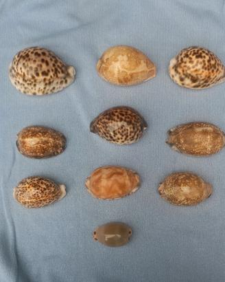 10 conchiglie "Cypraea"
