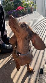 Bassotto Arlecchino maschio disponibile per monta