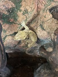 Geco ciliatus dalmatian