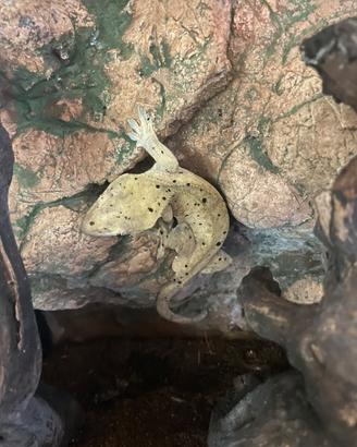 Geco ciliatus dalmatian