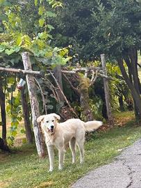 Cani lagorai e maremmano misto