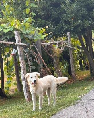 Cani lagorai e maremmano misto