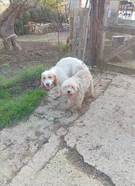 Cuccioli di segugio Francese per cinghiali