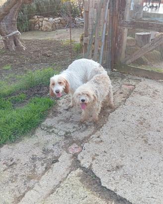 Cuccioli di segugio Francese per cinghiali