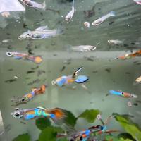 Guppy/endler pesci acqua dolce