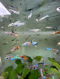 Guppy/endler pesci acqua dolce