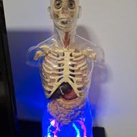 Collana Esplorando il Corpo Umano + DVD + modello