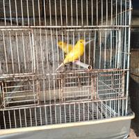 Canarini di colore giallo