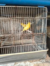 Canarini di colore giallo