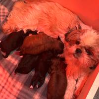 Cuccioli di Shih Poo