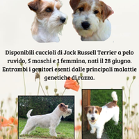 Cuccioli Jack Russell Terrier