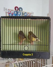 Coppie di canarini gloster. 