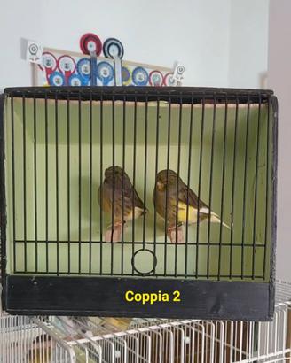 Coppie di canarini gloster. 