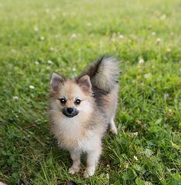 Pomerania spitz nano piccola femminuccia crema