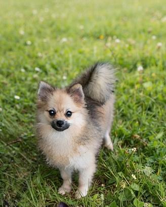 Pomerania spitz nano piccola femminuccia crema