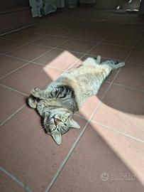 Jasmine, gatta coccolona