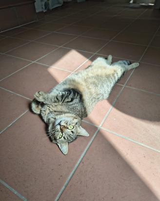 Jasmine, gatta coccolona