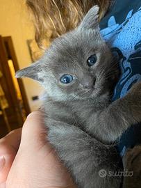 Blu di Russia