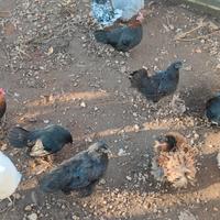 Cemani femmine 9 mesi