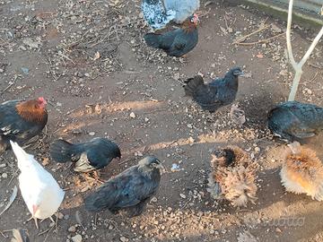 Cemani femmine 9 mesi