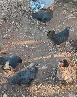 Cemani femmine 9 mesi