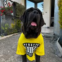 Mastino napoletano femmina