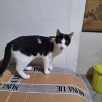 Adriano gattino 10 mesi