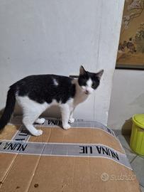 Adriano gattino 10 mesi