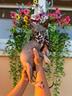gatto-nudo