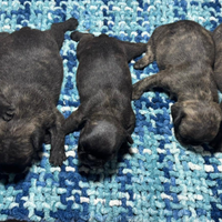 Cuccioli bulldog francese bringe