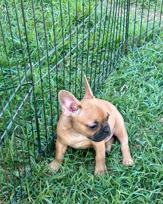 Cuccioli di bulldog francese Red