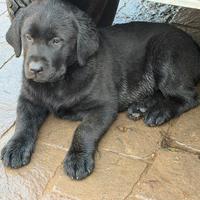 Cuccioli di Labrador Retriever