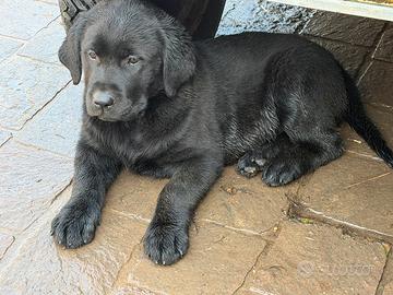 Cuccioli di Labrador Retriever