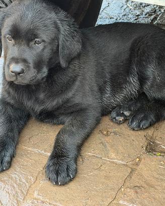 Cuccioli di Labrador Retriever