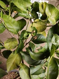 pianta limone