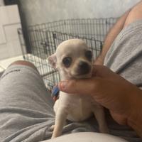 Vendita cani chihuahua