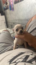 Vendita cani chihuahua