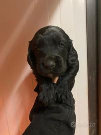 Cucciolo cocker X golden