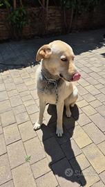 Cucciolo cane