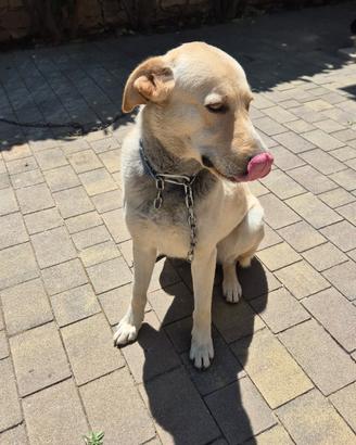Cucciolo cane