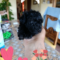 Cucciola di barboncina vera mini toy