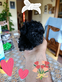 Cucciola di barboncina vera mini toy