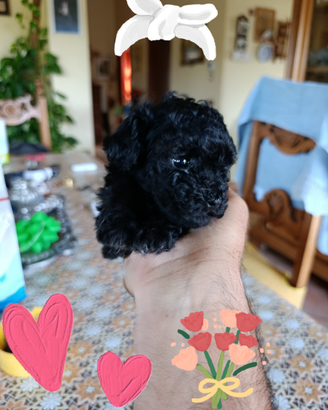 Cucciola di barboncina vera mini toy