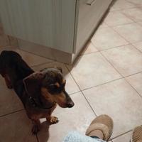 Cucciolo di Bassotto