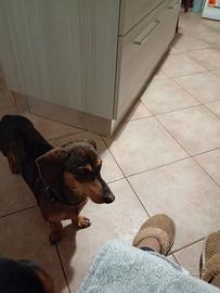 Cucciolo di Bassotto