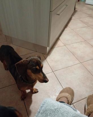 Cucciolo di Bassotto