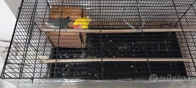 Coppia Inseparabili Allevato A Mano