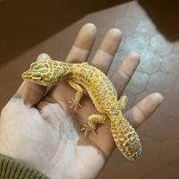 Geco leopardino