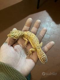 Geco leopardino