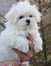 cucciolo-di-maltese-maschio-taglia-toy